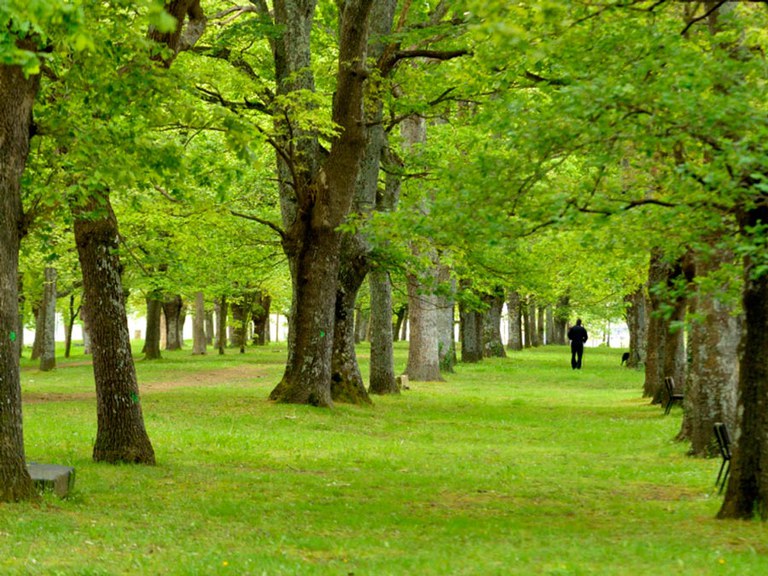 Baño de bosque en la arboleda de San Martin