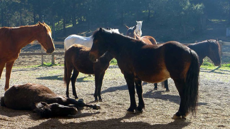 Bizi zaldiak Pottokalekun, al trote en familia