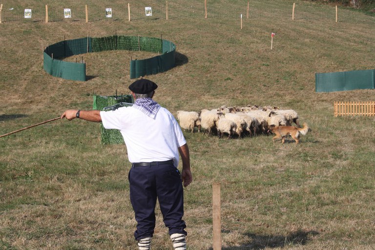 64º  Concurso Internacional de Habilidad de Perros Pastor