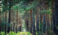 166.000 m2ko lursaila erosi du Udalak Arantzazun