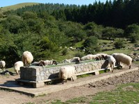 Aloña inguruan 3.000 abelburu baino gehiago larreratzeko baimena eman da