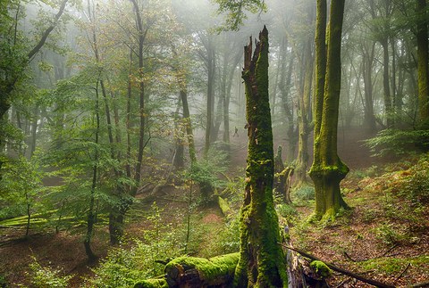 Landalurrak erosteko prozedura berria abiatu du Udalak