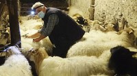 Mingain urdinaren kontrako txertaketa hasi da Gipuzkoan