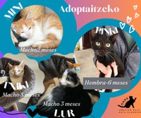 Urtebetez luzatu da Udala eta Oñatiko Kale Katu Elkartearen arteko lankidetza hitzarmena